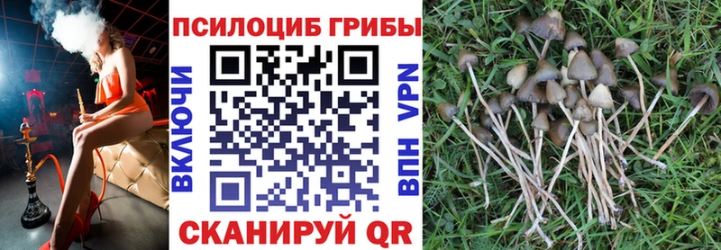 Псилоцибиновые грибы Cubensis  Дмитровск 